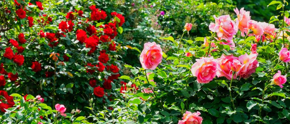 rosenduenger strauch