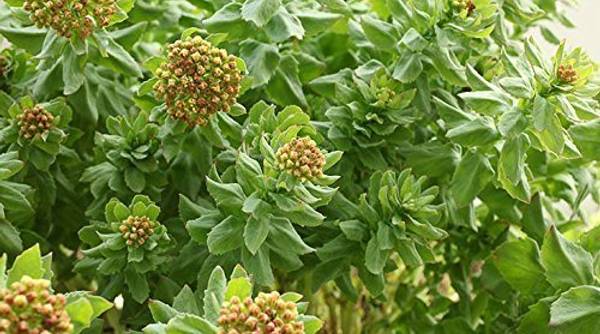 50+ Rosenwurz Pflanze Kaufen, Wo fühlt sich die rosenwurz wohl?