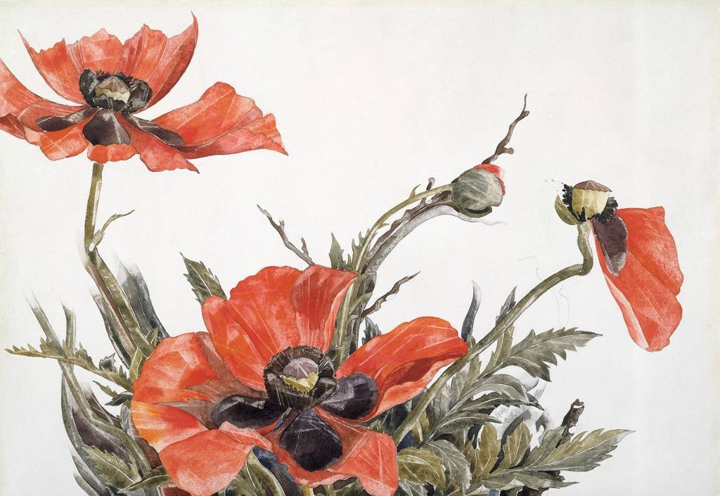 rote mohnblumen charles demuth