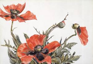 rote mohnblumen charles demuth