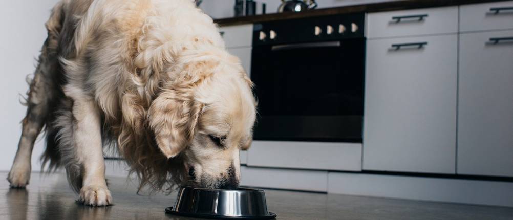 Royal-Canin-Hundefutter-Test