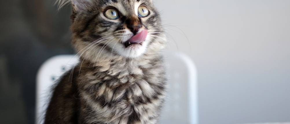 Royal-Canin-Nassfutter-Katze-Test