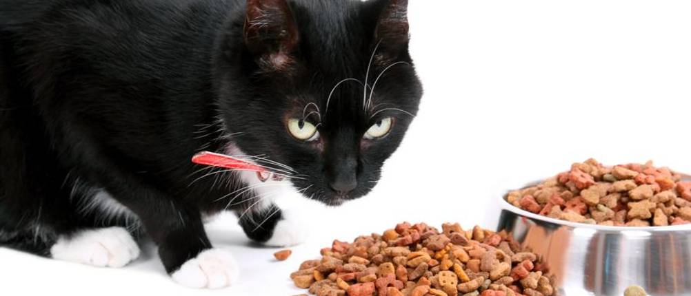 royal-canin-trockenfutter-katze-test