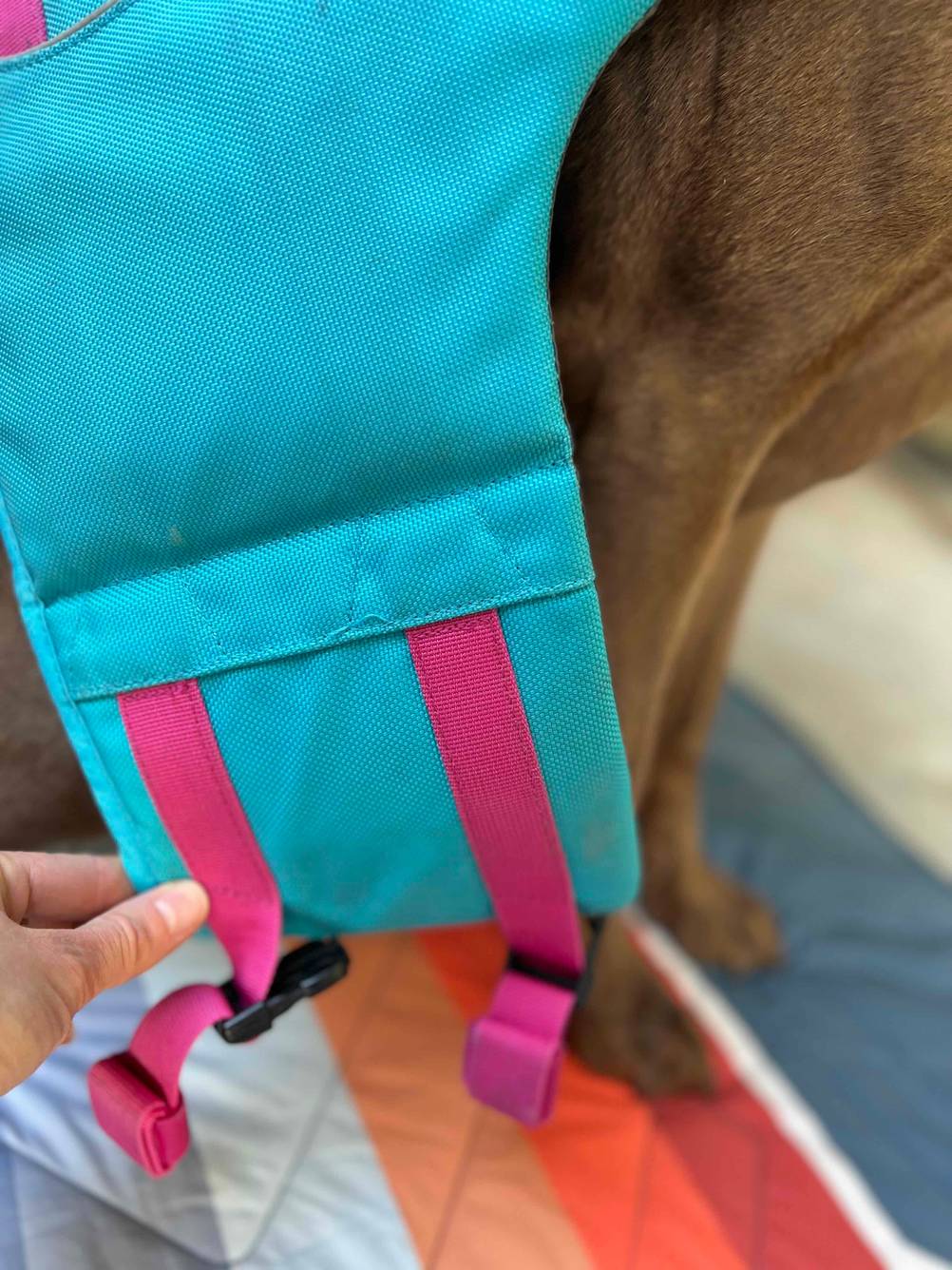 Schwimmweste am Hund mit Gurten befestigen.