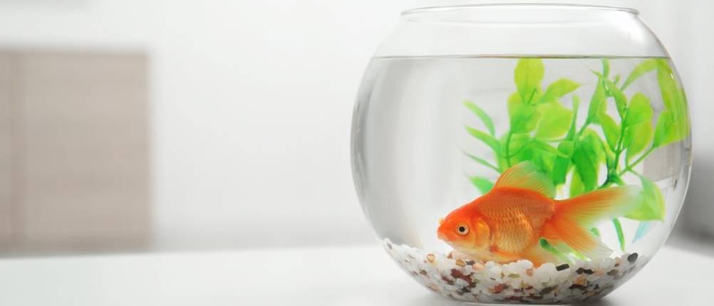 Rundes-Aquarium-Test