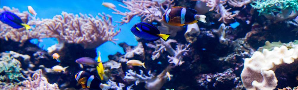 Aquarium