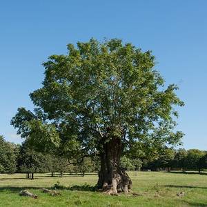 holz sappie esche