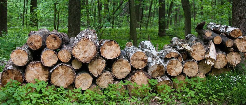 meterhoelzer im forst