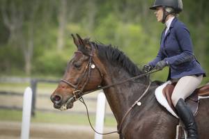 warmblut springen