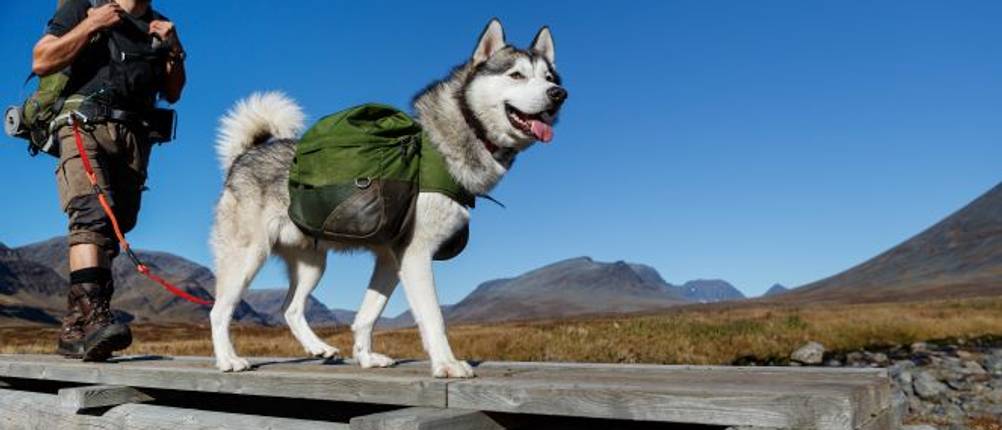 satteltasche-hund-test
