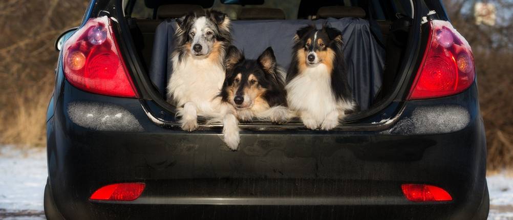 Drei Langhaar-Hunde sitzen im Kofferraum eines schwarzen Autos.