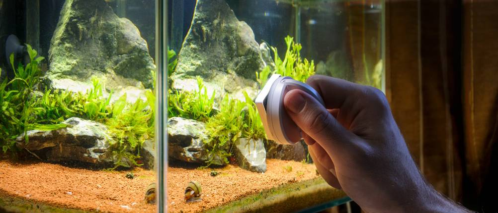 Scheibenreiniger fürs Aquarium im Test