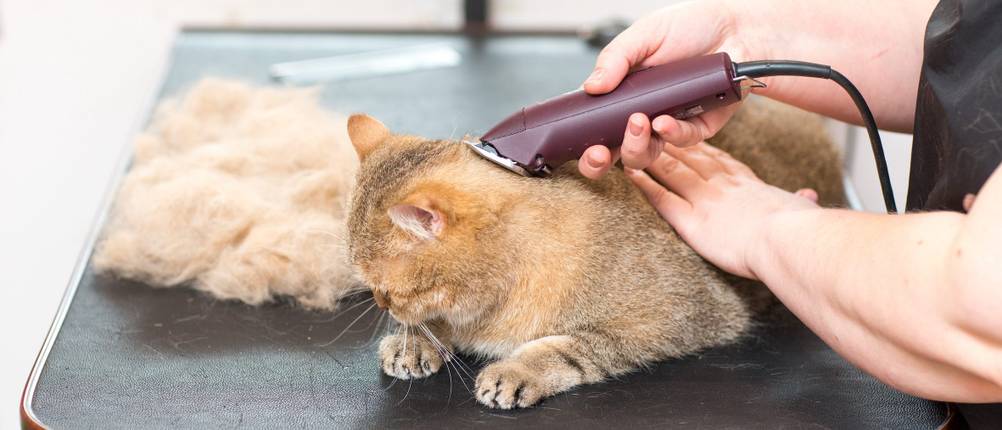 Schermaschine-Katze-Test