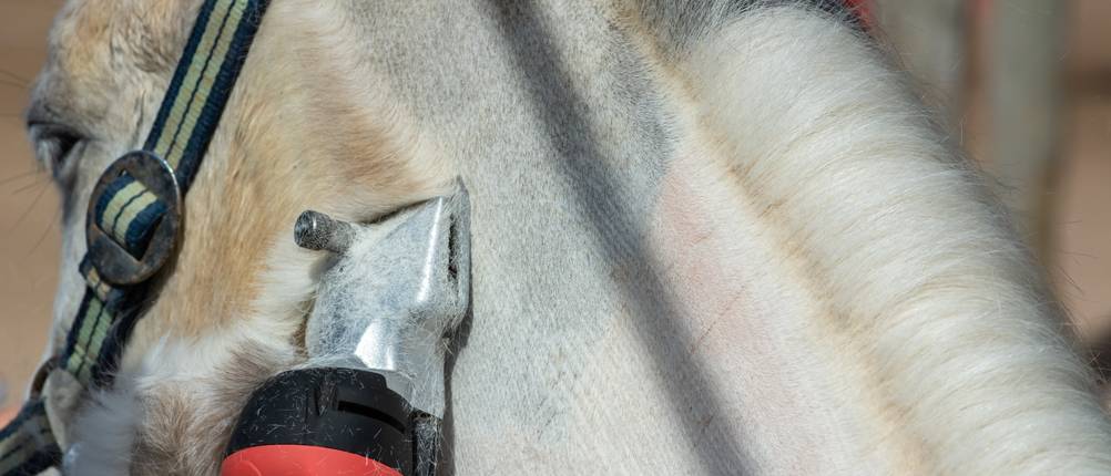 Pferdeschermaschine im Einsatz