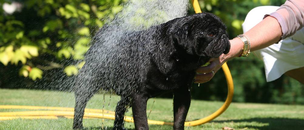 schlauchbrause-hund