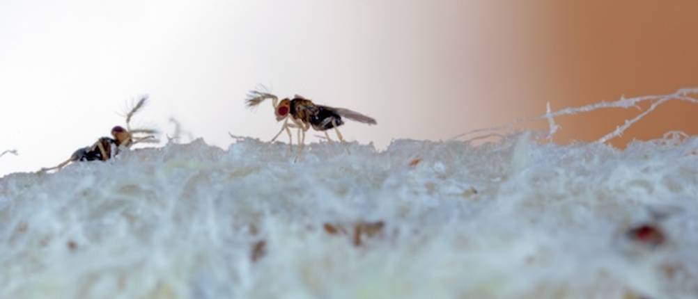 Schlupfwespen gegen Motten im Test: Stark vergrößerte Schlupfwespen auf einer Faser.
