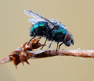 Fliegen sind oft ungebetene Gäste in der Küche.