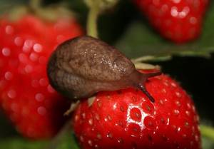 Schützen Sie Ihre Erdbeeren von Schnecken mit dem Schneckenkorn