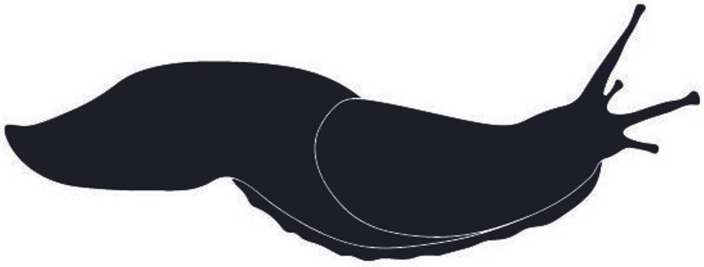 Nacktschnecke