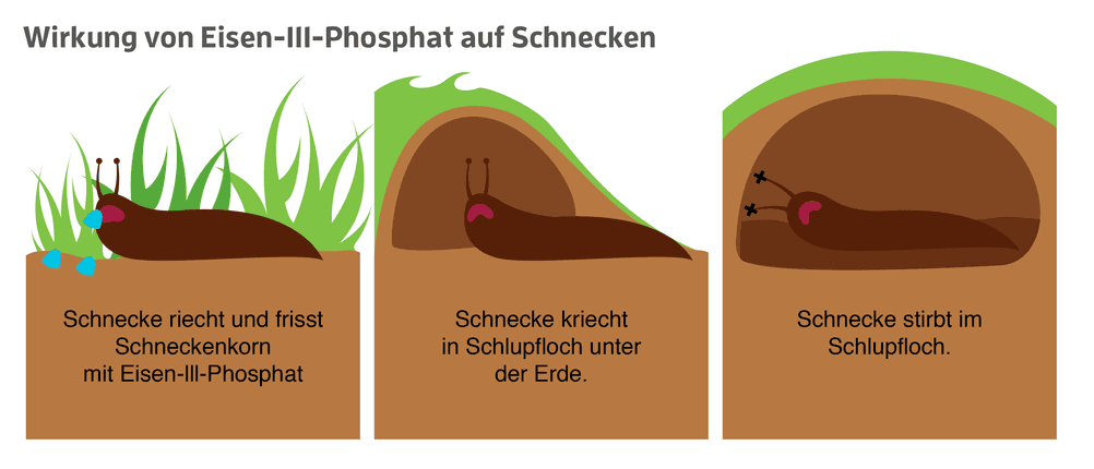 Wirkung von Eisen-III-Phosphat