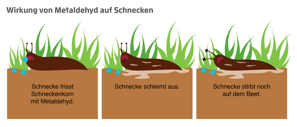 Wirkung Metaldehyd auf Schnecken