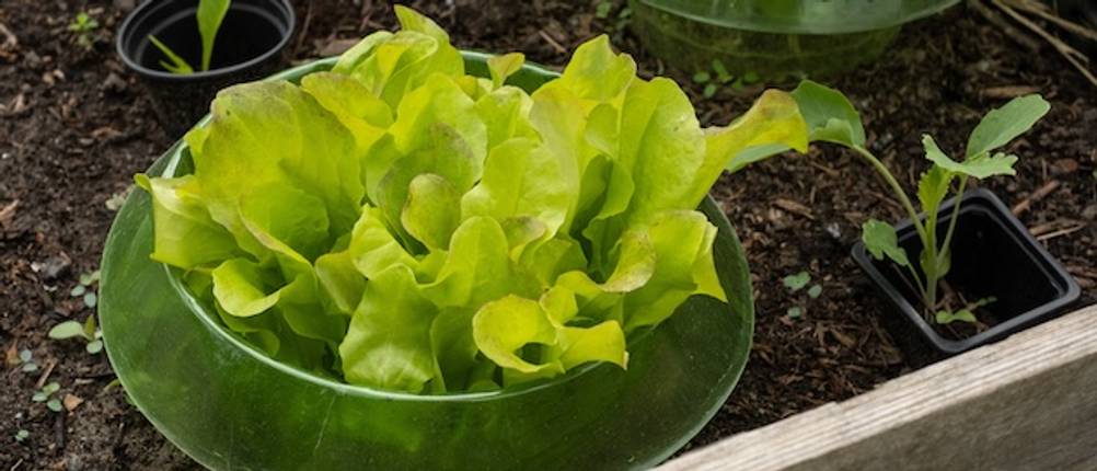 Ein grüner Schneckenkragen im Test mit Salat in einem Hochbeet.