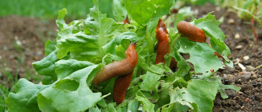Schneckenkragen-Test: Mehrere braune Nacktschnecken sitzen in einem Beet mit Salat.
