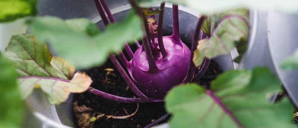 Schneckenkragen getestet: Eine Kohlrabi in einem Schneckenkragen in einem Beet.