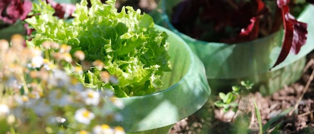 Schneckenkragen im Test: Ein grüner Schneckenkragen mit einem Salatkopf in einem Beet.