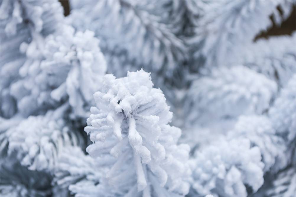 Schneespray im Test: Eine mit Schneespray eingesprühte Tanne