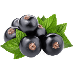 schwarze Johannisbeere