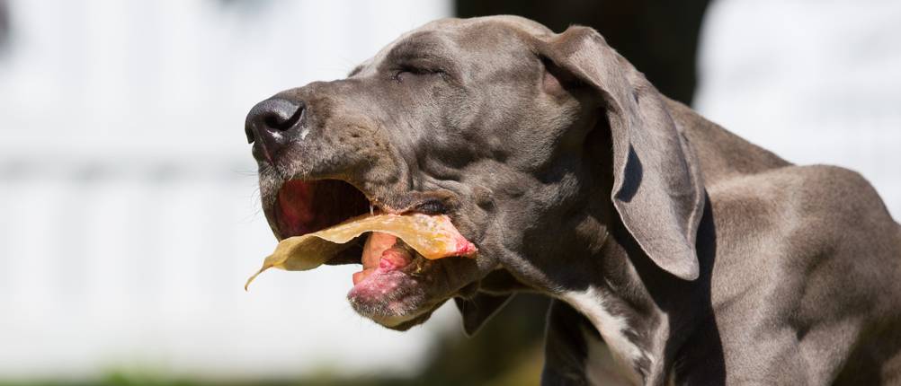 Schweineohren Hund im Test: Ein großer Hund kaut ein Schweineohr. 
