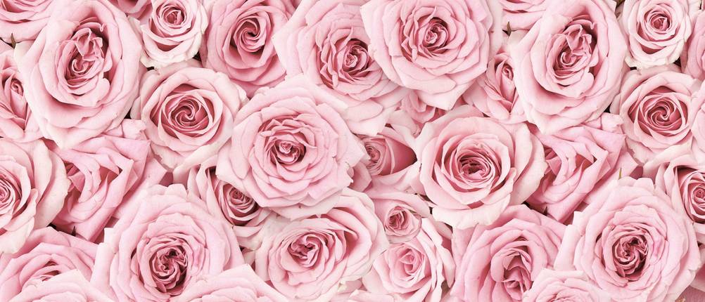 Rosen symbolisieren die Liebe und erfreuen sich daher großer Beliebtheit. Im Garten sind sie ein farblicher Hingucker.