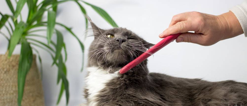 eine Katze wird mit einem Kamm gekämmt