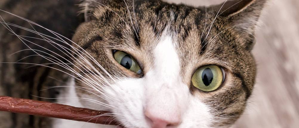 eine Katze beißt auf eine Kaustange