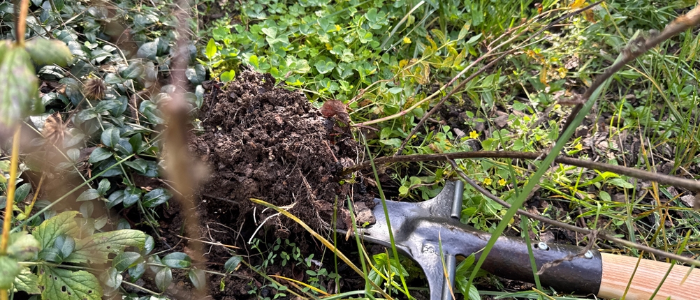 Unkraut wird mit den Shw-Fire 59006 aus dem Boden gehoben.