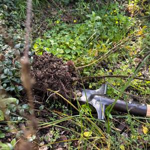 Unkraut wird mit den Shw-Fire 59006 ausgestochen.