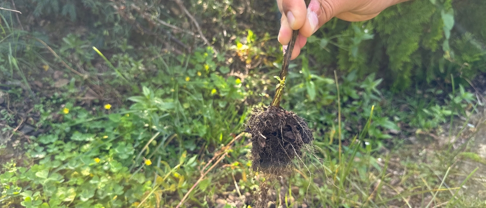 Eine Hand hält ein Unkraut fest.