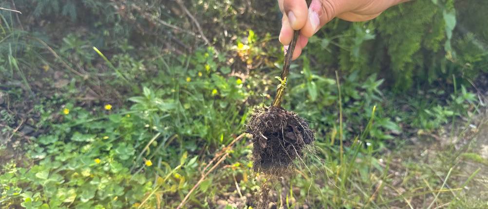 Eine Hand hält ein Unkraut fest.