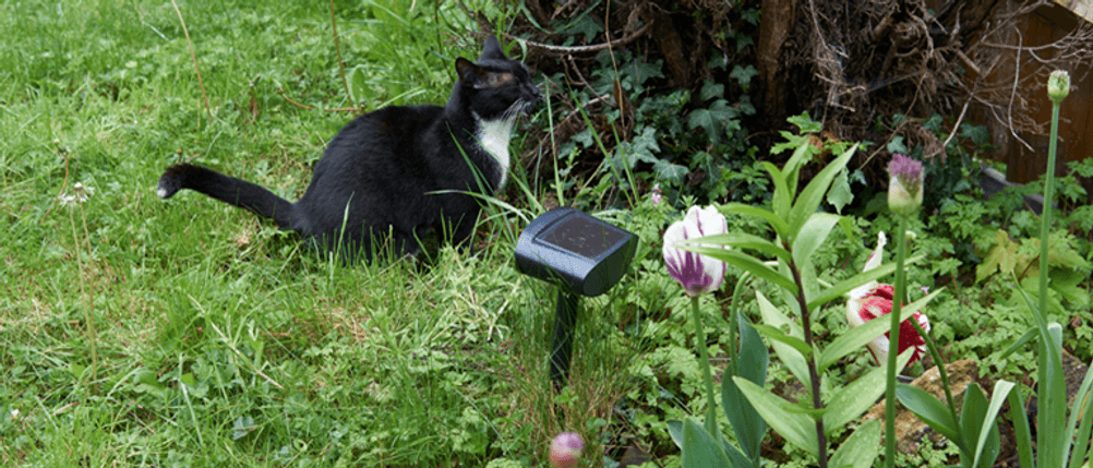 Solar-Tiervertreiber im Test: Eine Katze hält sich neben einem Solar-Tiervertreiber auf.