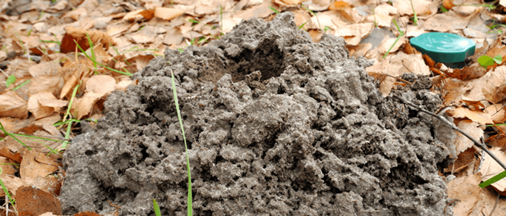 Solar-Tiervertreiber im Test: Ein Tiervertreiber steckt neben einem Maulwurfshügel in der Erde.