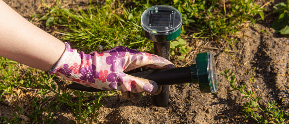 Solar-Tiervertreiber im Test: Eine behandschuhte Hand steckt Solar-Tiervertreiber in die Erde.