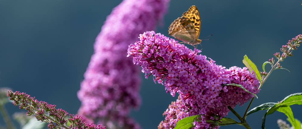 sommerflieder-test