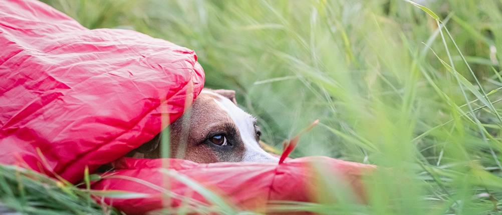 Sommerschlafsack Camping Hund