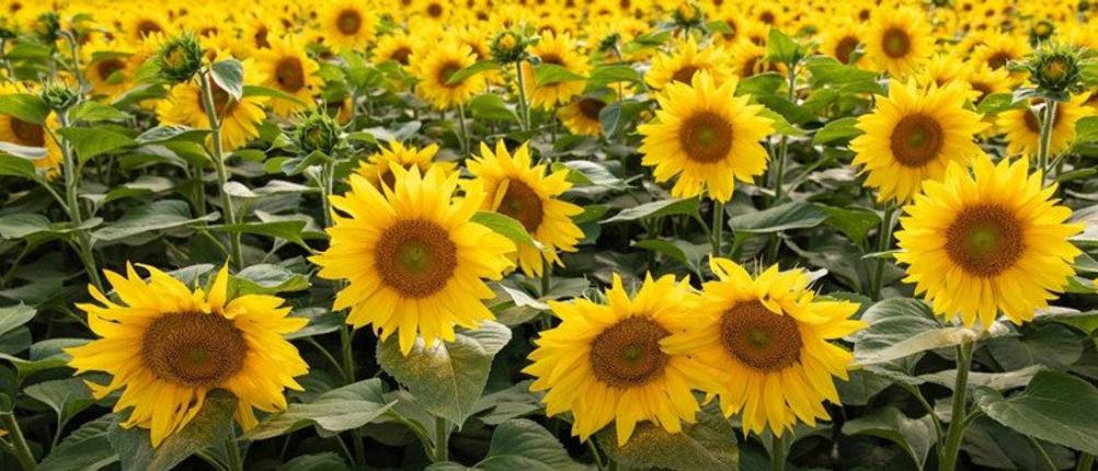 Sonnenblumen-Samen Test