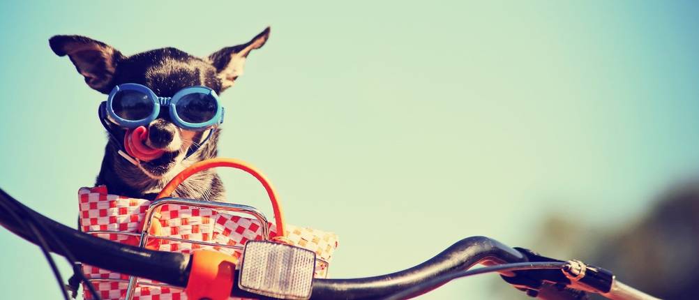 Sonnenbrille-Hund-Test