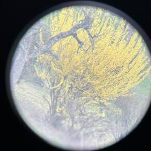 Ein durch das Gosky 20-60x60 Spektiv aufgenommenes Bild zeigt gelbe Blüten an einem Busch. Das kreisrunde Sichtfeld des Okulars ist deutlich sichtbar.
