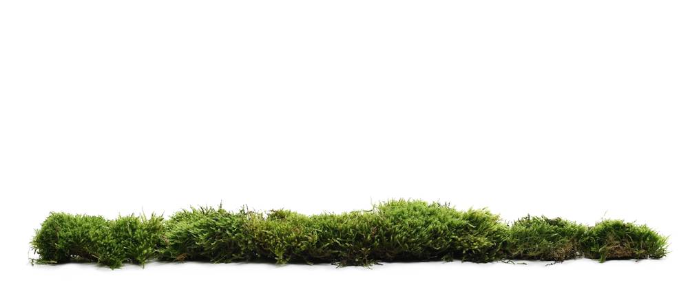 sphagnum-moos-test