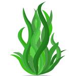 spirulina