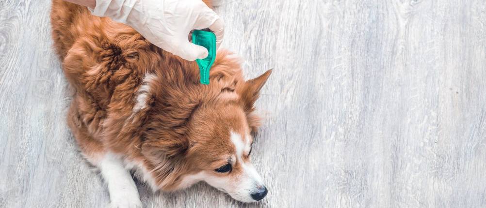 Spot-on-Hund-Test